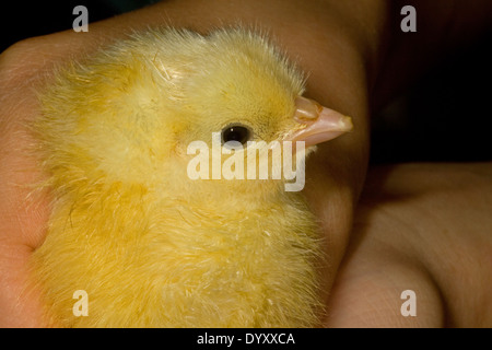 Tag alt Hyline Küken Stockfoto