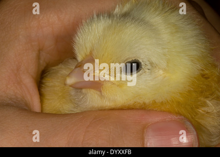 Tag alt Hyline Küken Stockfoto