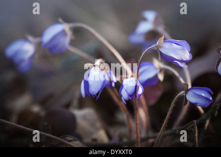 Blaue Leberblümchen Blumen im Frühlingswald. Makro-Foto Stockfoto