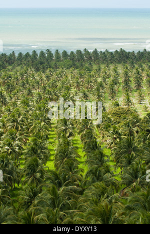Bundesstaat Alagoas, Brasilien. Mirante da Praia Gunga. Kommerzielle Kokospalme Plantagen mit Meerblick, hoch. Stockfoto
