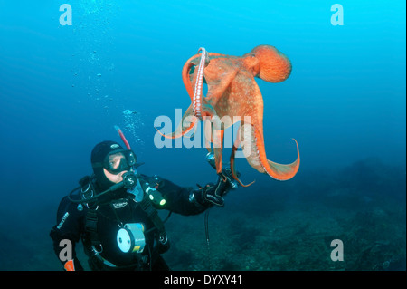 Pazifische Riesenkrake oder Nordpazifik Riesenkraken (Enteroctopus Dofleini) nimmt die Taucher-Laterne. Japanischen Meer, Fernost Stockfoto