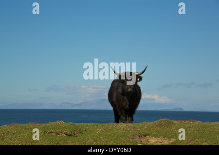 Schwarze Highland Kuh mit Blick auf Meer auf der Isle of Mull, schottischen Inseln, Schottland, Vereinigtes Königreich. Stockfoto