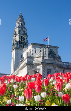 Cardiff City Hall mit Tulpen im Vordergrund im Frühjahr Cardiff South Wales UK Stockfoto