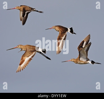 Fliegender Vogel, 4 der östlichen Uferschnepfe (Limosa Melanuroides), in Thailand getroffen Stockfoto