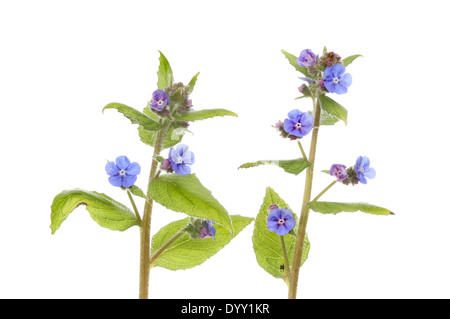 Grüne Alkanet wilde Blumen und Laub isoliert gegen weiß Stockfoto