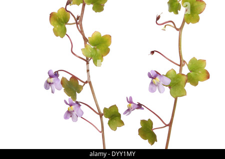 Efeu-leaved Leinkraut, Cybalaria Muralis, wilde Blumen und Laub isoliert gegen weiß Stockfoto