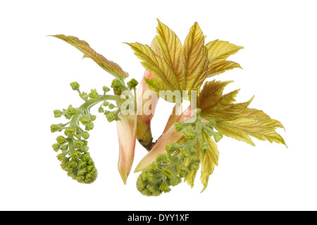 Bergahorn, Acer Pseudoplatanus, Blumen und Blätter, die isoliert gegen weiß Stockfoto