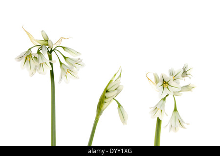 Drei in die Enge getrieben Lauch Blüten und Knospen isoliert gegen weiß Stockfoto