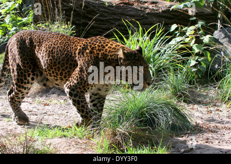 Sri-Lanka-Leopard oder Panther (Panthera Pardus Kotiya) Nahaufnahme Stockfoto