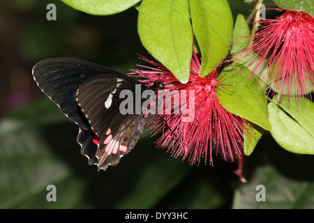 Cattleheart oder Transandean Cattleheart Schmetterling (Parides Iphidamas) auf Nahrungssuche auf einer roten tropischen Blume rosa Stockfoto