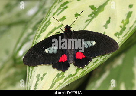 Rosa Cattleheart oder Transandean Cattleheart Schmetterling (Parides Iphidamas) posiert auf einem Blatt Flügel öffnen Stockfoto