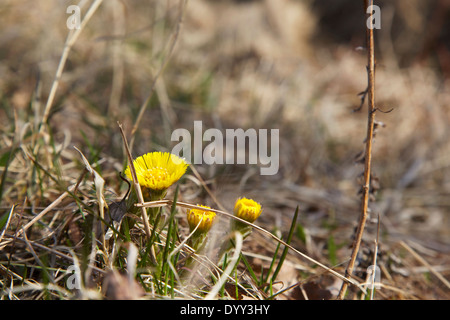 Huflattich im Frühjahr in der Mitte des Vorjahres verdorrten Rasen in Finnland Stockfoto