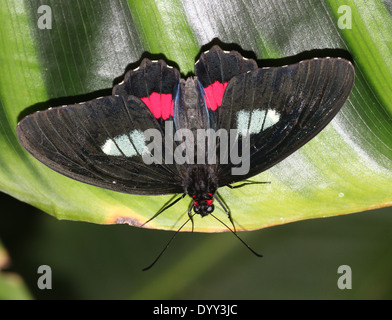 Männlichen rosa Cattleheart oder Transandean Cattleheart Schmetterling (Parides Iphidamas) posiert auf einem Blatt Flügel öffnen Stockfoto