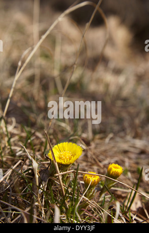 Huflattich im Frühjahr in der Mitte des Vorjahres verdorrten Rasen in Finnland Stockfoto