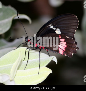 Rosa Cattleheart oder Transandean Cattleheart Schmetterling (Parides Iphidamas) posiert auf einem Blatt, Flügel geschlossen Stockfoto