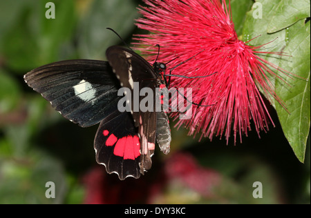 Cattleheart oder Transandean Cattleheart Schmetterling (Parides Iphidamas) auf Nahrungssuche auf einer roten tropischen Blume rosa Stockfoto