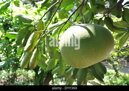 Pomelo Frucht auf einem Baum im Delta Roten Flusses in Vietnam Stockfoto