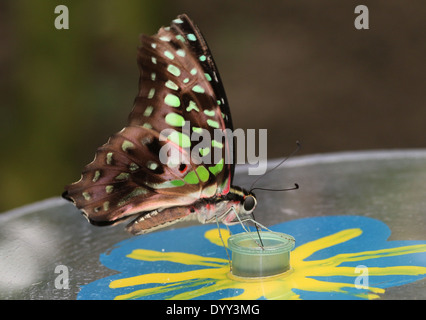 Angebundene grün Jay Schmetterling (Graphium Agamemnon) aka grüne Dreieck oder grün gefleckten Dreieck Stockfoto