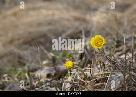 Huflattich im Frühjahr in der Mitte des Vorjahres verdorrten Rasen in Finnland Stockfoto