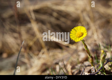 Huflattich im Frühjahr in der Mitte des Vorjahres verdorrten Rasen in Finnland Stockfoto