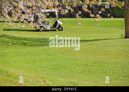 Golf-Cart parkte auf einem Golfplatz und Zweige der blühenden Apfelbaum Stockfoto