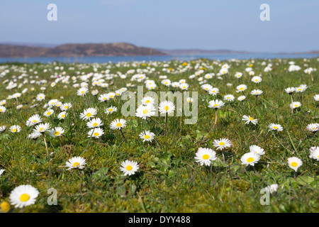 Gänseblümchen Blumen Bellis Perennis Machair Grasland auf North West Küste von Schottland UK Stockfoto