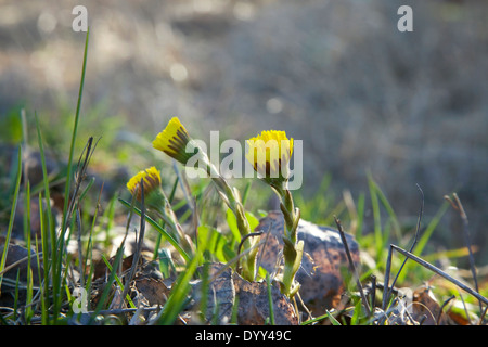 Huflattich im Frühjahr in der Mitte des Vorjahres verdorrten Rasen in Finnland Stockfoto