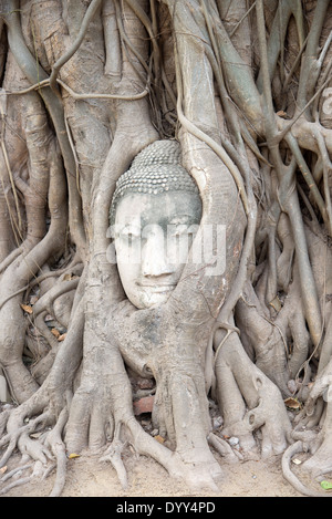 Buddha-Kopf verschlungen in Baumwurzeln Ayutthaya Thailand Stockfoto