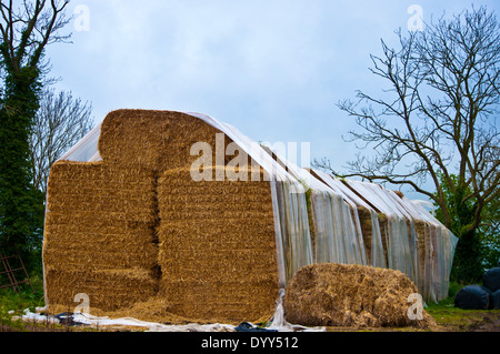 Großen Heuballen Heuhaufen in Kunststoff abgedeckt Stockfoto