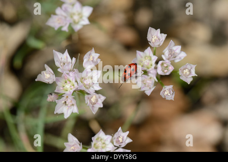 Texas Wildzwiebel Blume Stockfoto