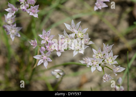 Texas Wildzwiebel Blume Stockfoto