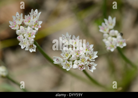 Texas Wildzwiebel Blume Stockfoto