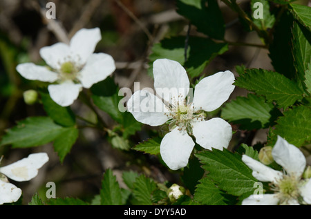 Kratzbeere Blume Stockfoto