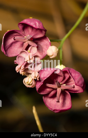 Kleiner Mann und größeren weiblichen Blüten der Schokolade Rebe, Akebia quinata Stockfoto