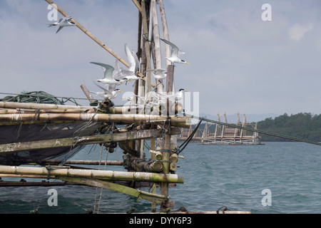 Größere crested Seeschwalben (Sterna Bergii) und Fischerei Plattformen, Ujung-Kulon-Nationalpark, West-Java, Indonesien Stockfoto