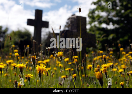 Löwenzahn, Gräser und Blumen in The Mount Friedhof in Guildford Stockfoto