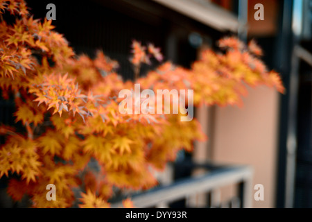 Shirakawa-Minami-Dori, einer der schönsten und zur gleichen Zeit die typischen japanischen Orte Stockfoto