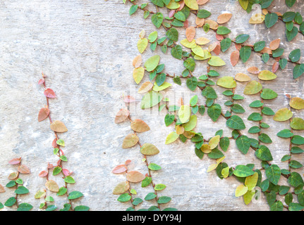 Grüne Ranke Pflanze wächst auf eine Mauer. Stockfoto