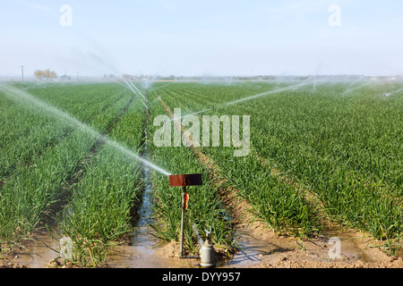 Zwiebel-Feld "Allium Cepa" Berieselung. Stockfoto