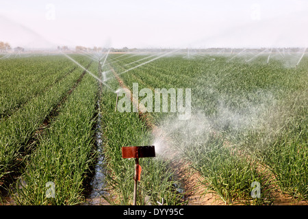 Zwiebel-Feld "Allium Cepa" Berieselung. Stockfoto