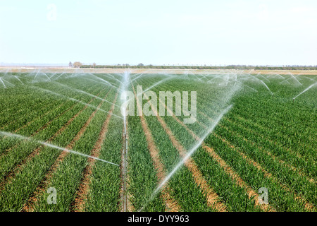 Zwiebel-Feld "Allium Cepa" Berieselung. Stockfoto