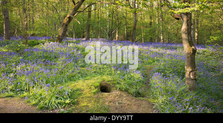 Dachs Sett in einem Bluebell Holz. UK Stockfoto