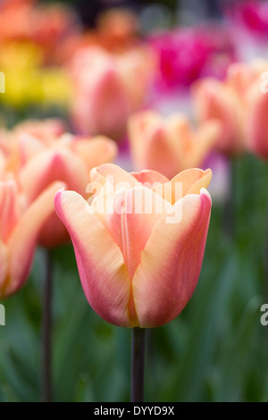 Tulipa 'Apricot Foxx"im Garten. Stockfoto