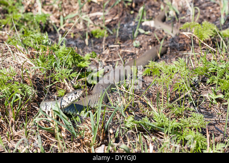 Ringelnatter oder geringelten Schlange oder Natrix Natrix auf dem Boden im Frühjahr Stockfoto