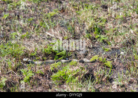 Ringelnatter oder geringelten Schlange oder Natrix Natrix auf dem Boden im Frühjahr Stockfoto