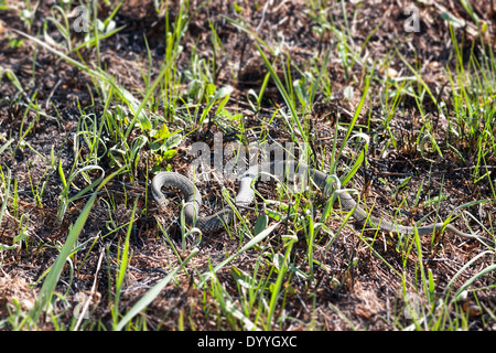 Ringelnatter oder geringelten Schlange oder Natrix Natrix auf dem Boden im Frühjahr Stockfoto