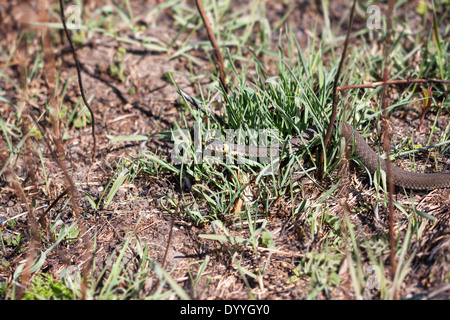 Ringelnatter oder geringelten Schlange oder Natrix Natrix auf dem Boden im Frühjahr Stockfoto