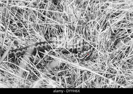 Gemeinsamen Addierer oder Viper liegen auf dem Boden Stockfoto