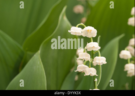 Reichlich Blumen und blühen Lilly des Tales im Frühjahr und Sommer Stockfoto