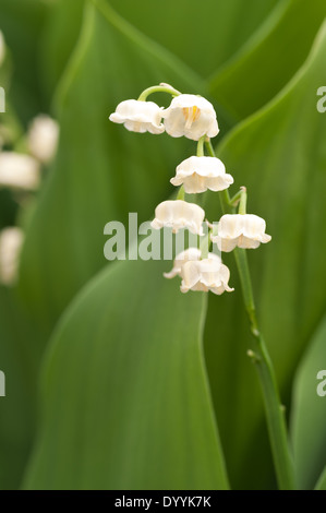 Reichlich Blumen und blühen Lilly des Tales im Frühjahr und Sommer Stockfoto